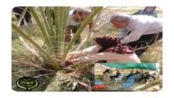 کارگاه آموزشی ترویجی کانون یادگیری به زراعی نخیلات برگزار شد